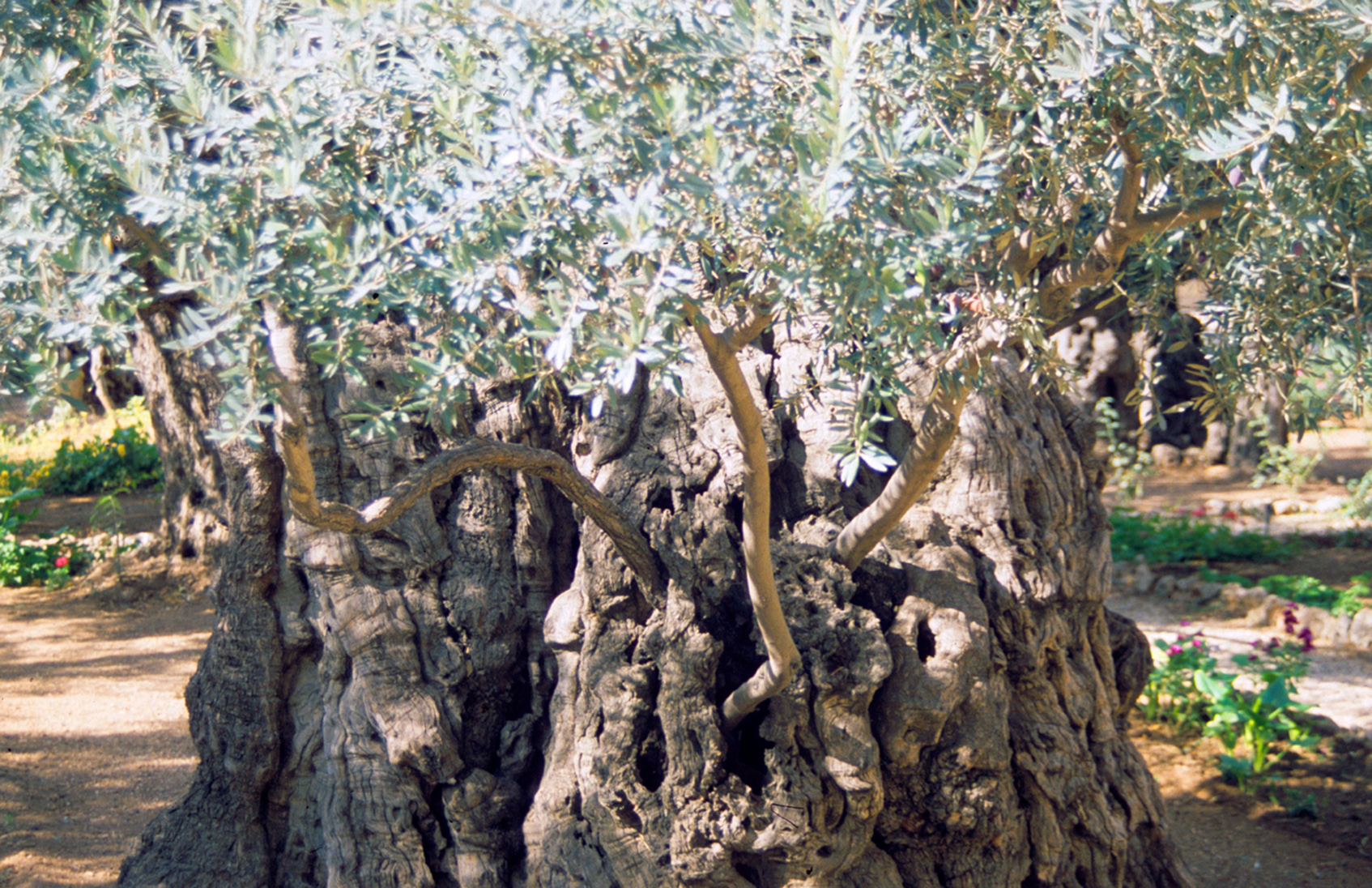 Ein uralter Ölbaum im Garten Gethsemane.